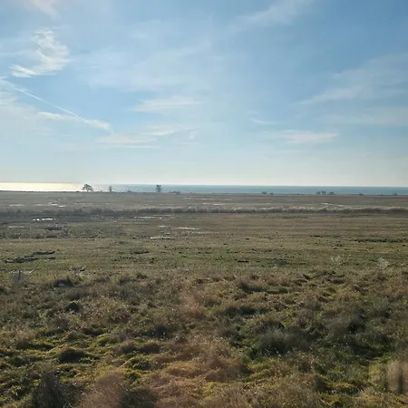 Taun Hoevt * Gross Zicker