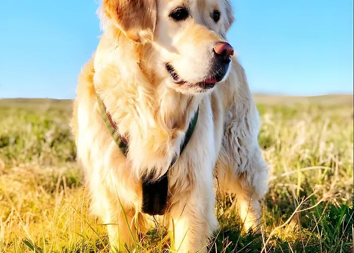 Taun Hoevt 公寓 *